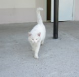 Талисман библиотеки - белый кот встречает гостей